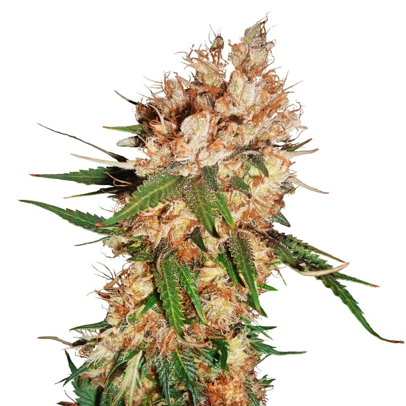 Strawberry Ice ® Feminized Seeds