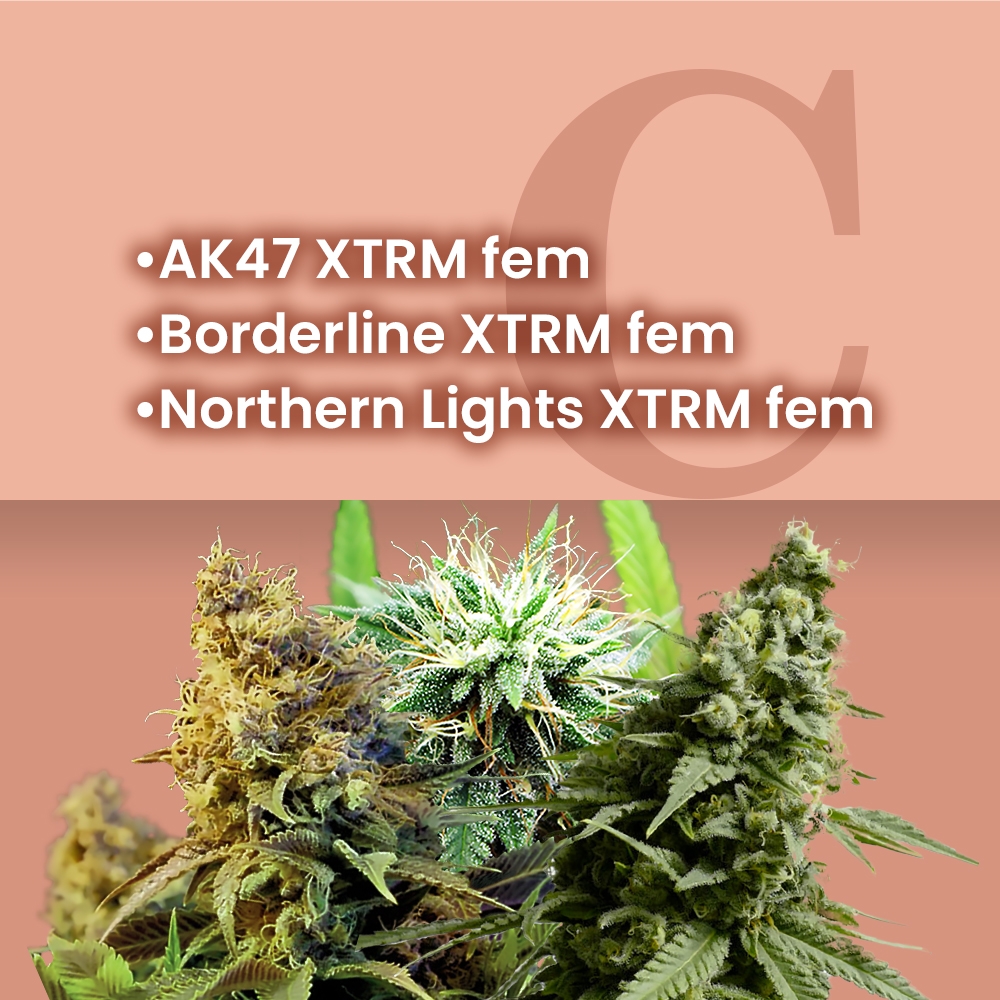 AMS Most Wanted Feminized Combo