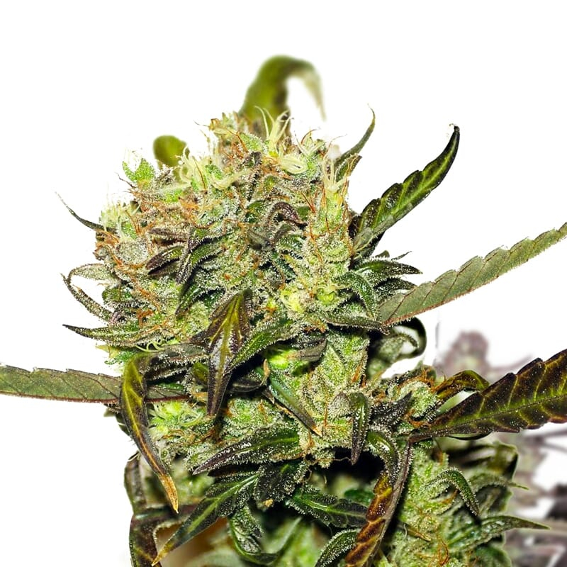 Durban Poison Feminized Seeds
