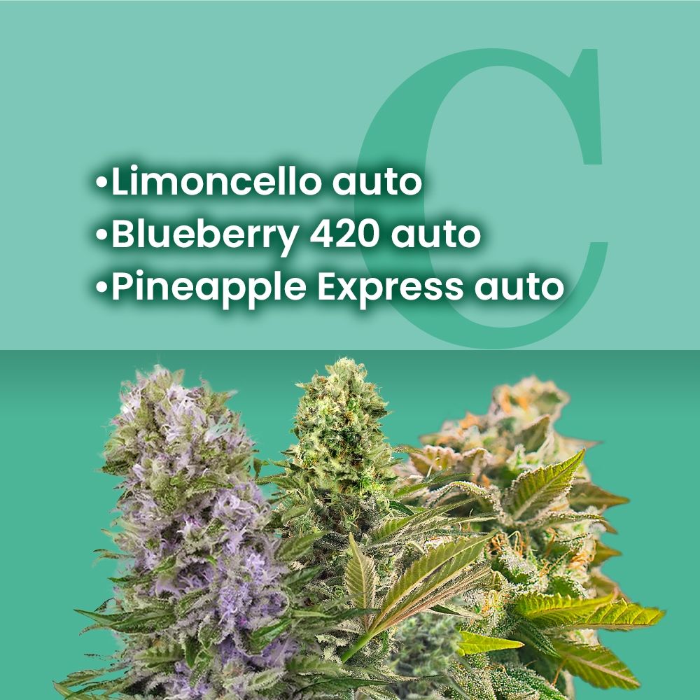 Fruit Basket Autoflower Combo